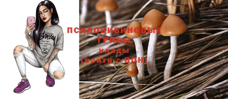 Галлюциногенные грибы Psilocybe  Ялуторовск 